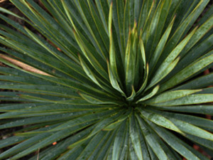 Vivers Càrex - Yucca glauca